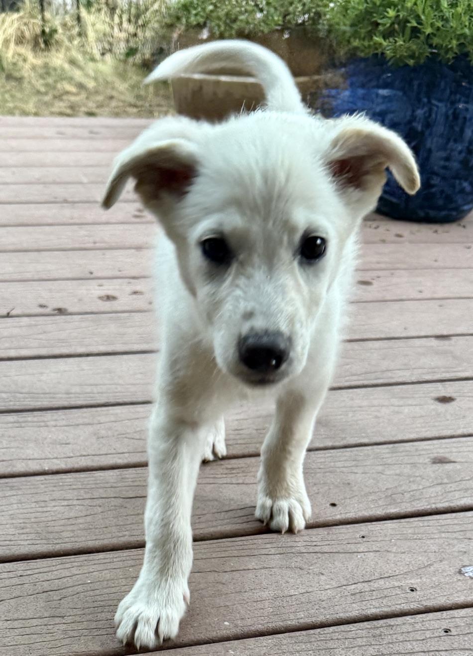 Rumble, an adopted mixed breed in Aspen, CO image 3/6