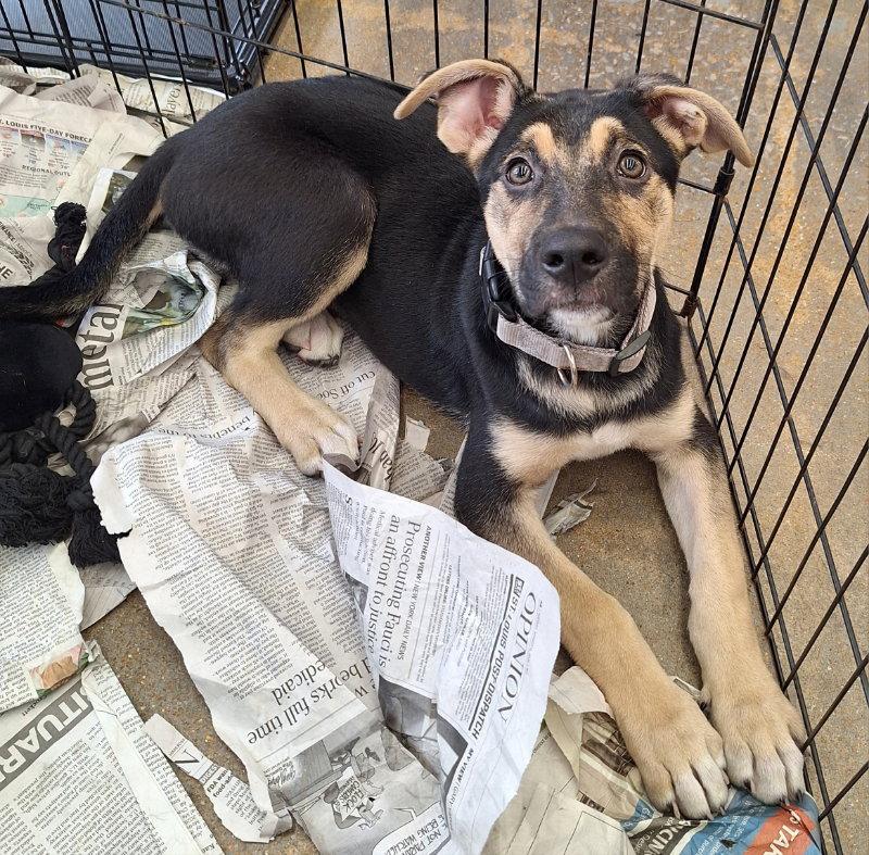 Enlarge Gretel, a Adopted Shepherd in House Springs, MO image 1/3