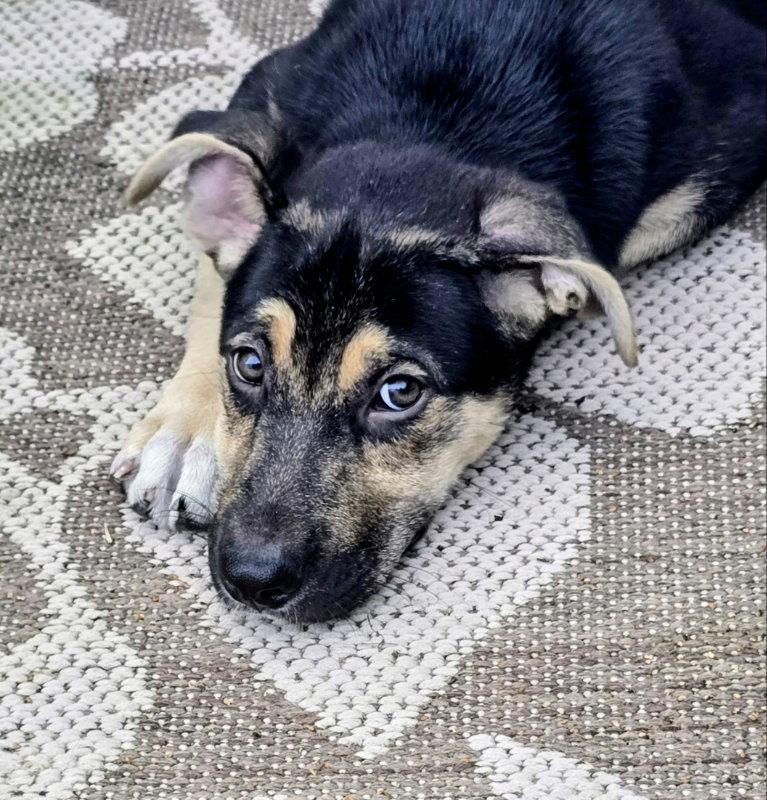Enlarge Gretel, a Adopted Shepherd in House Springs, MO image 3/3