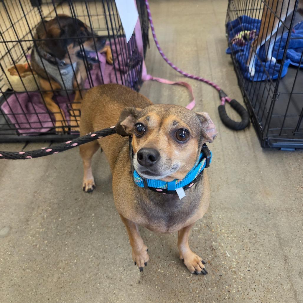 Diego, Adoptable, Adult Male Chihuahua.