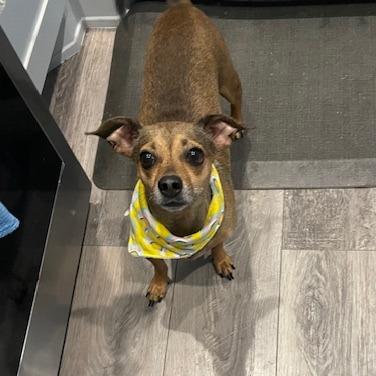 Diego, a Adoptable Chihuahua in Houston, TX image 1/2