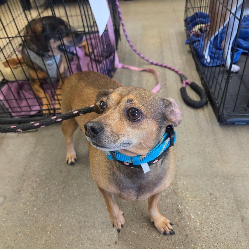 Enlarge Diego, a Adoptable Chihuahua in Houston, TX image 4/6