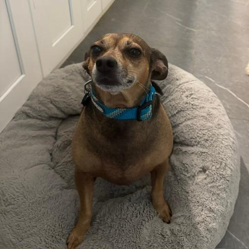Enlarge Diego, a Adoptable Chihuahua in Houston, TX image 5/6