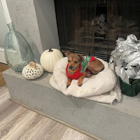 Diego, a Adoptable Chihuahua in Houston, TX image 2/2