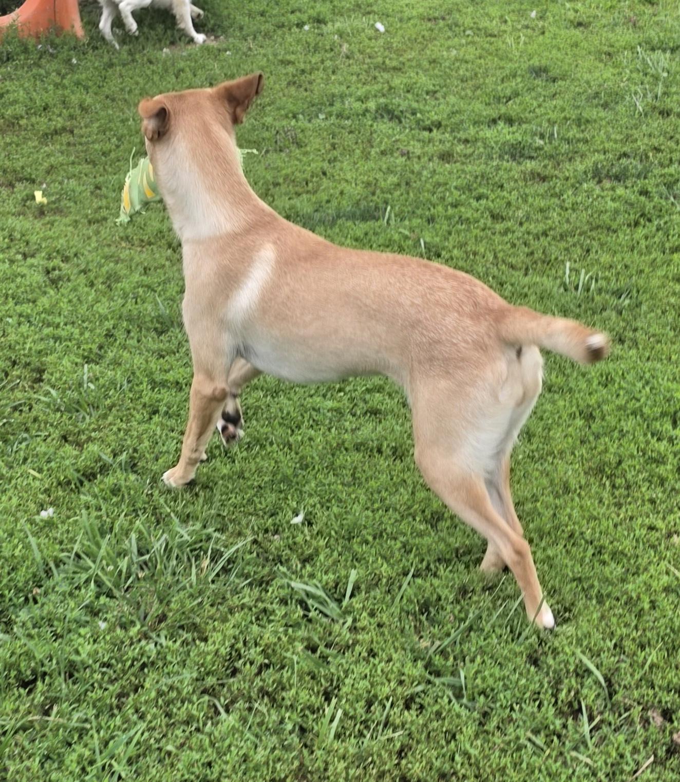 Enlarge Sandy, a ADOPTABLE mixed breed in Terre Haute, IN image 2/6