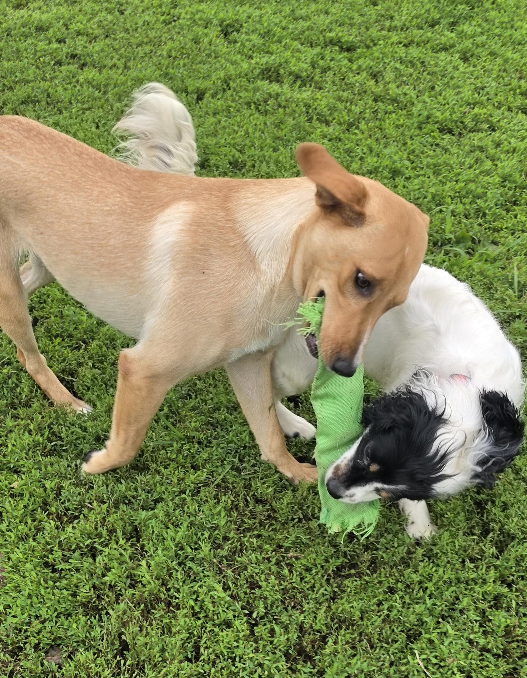 Enlarge Sandy, a ADOPTABLE mixed breed in Terre Haute, IN image 3/6