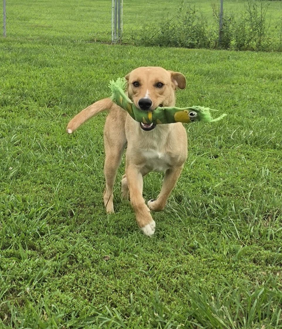 Enlarge Sandy, a ADOPTABLE mixed breed in Terre Haute, IN image 6/6