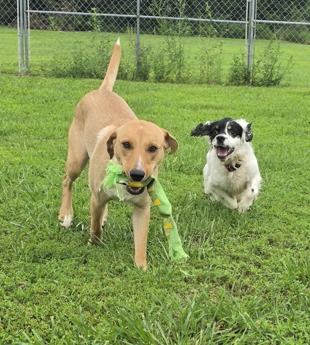Enlarge Sandy, a ADOPTABLE mixed breed in Terre Haute, IN image 4/6