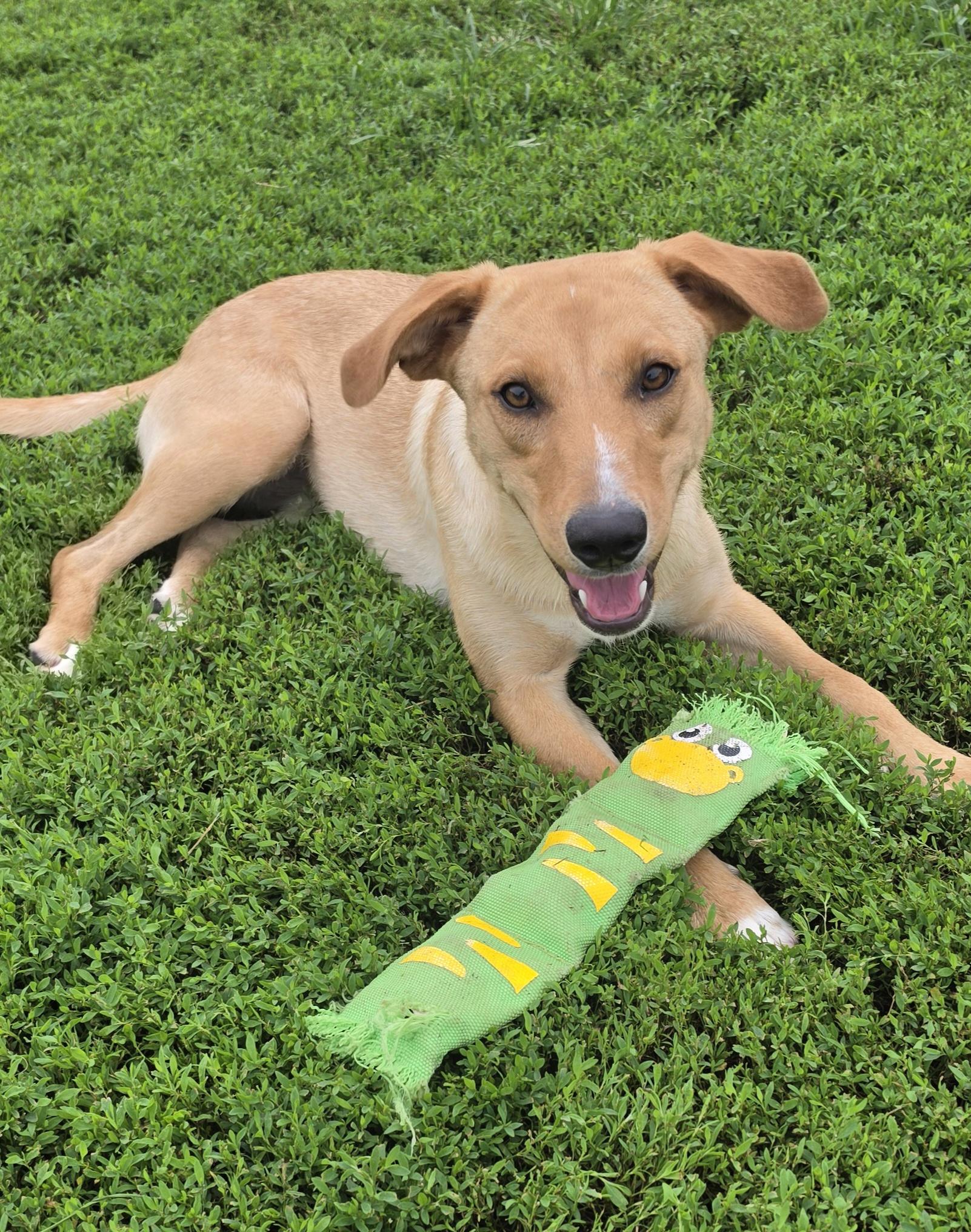 Enlarge Sandy, a ADOPTABLE mixed breed in Terre Haute, IN image 1/6