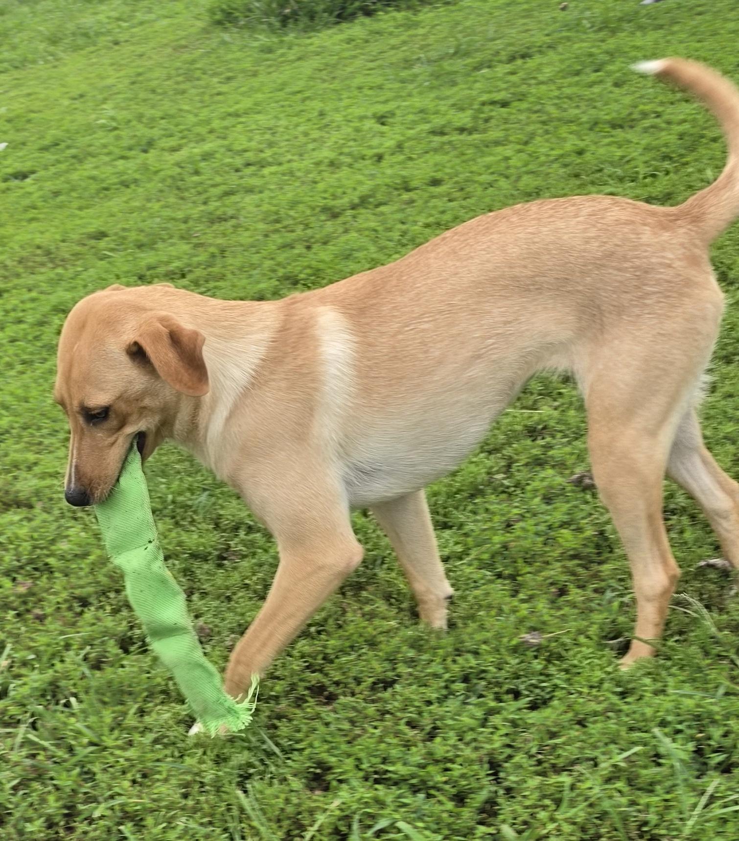Enlarge Sandy, a ADOPTABLE mixed breed in Terre Haute, IN image 5/6