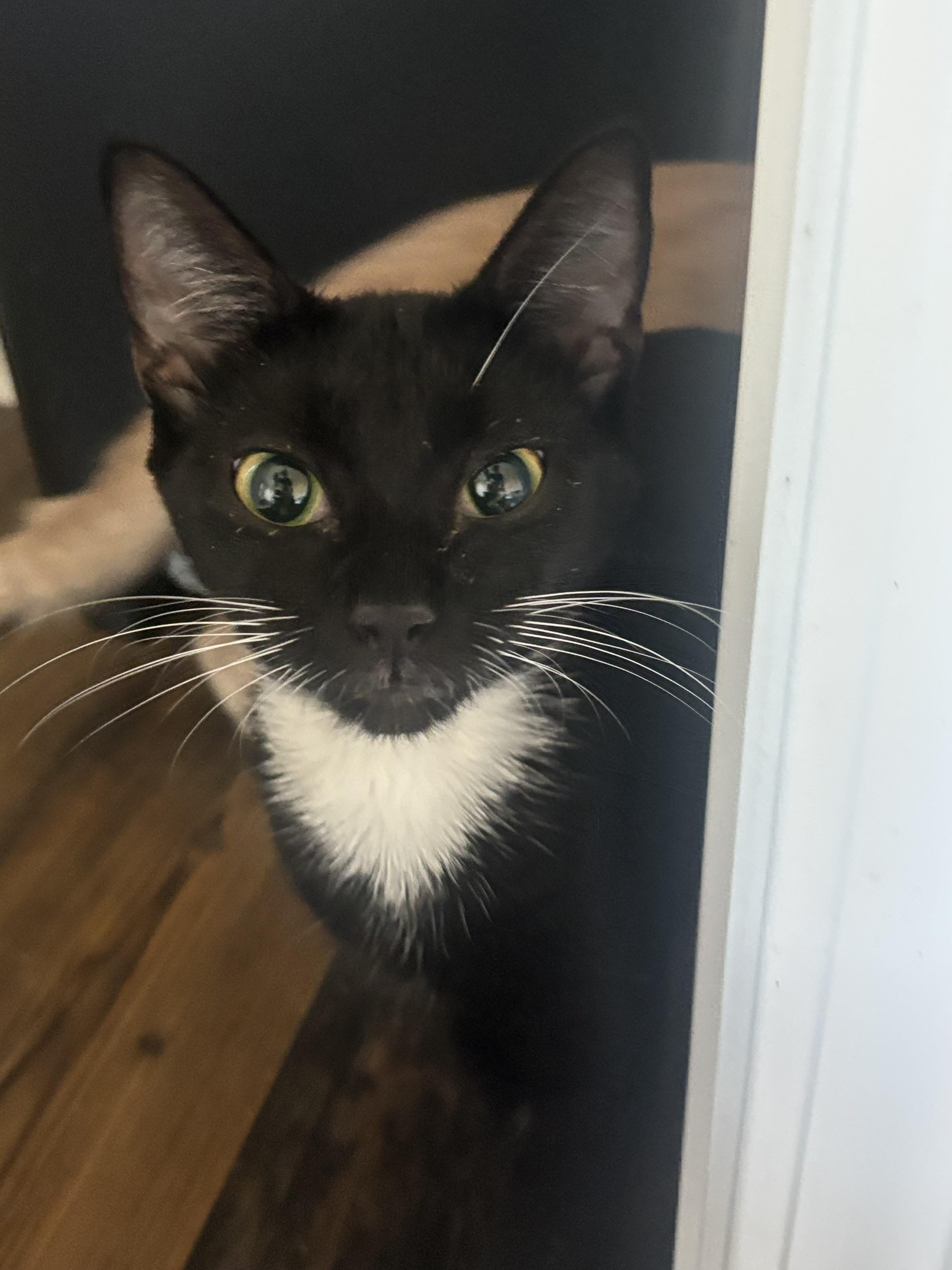 Vera, Adoptable, Adult Female Tuxedo.