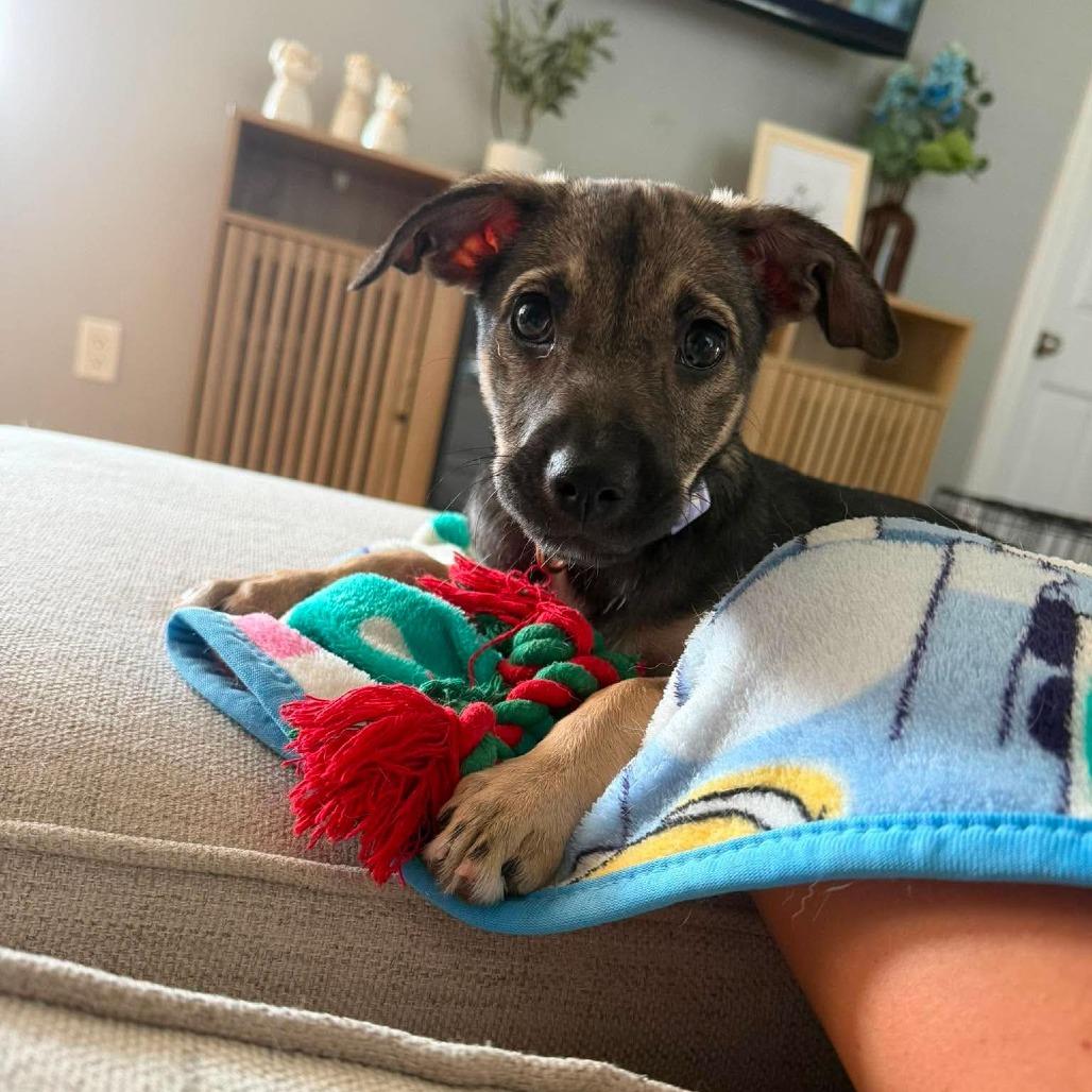 Camile, Adoptable, Puppy Female Dachshund & Mixed Breed.