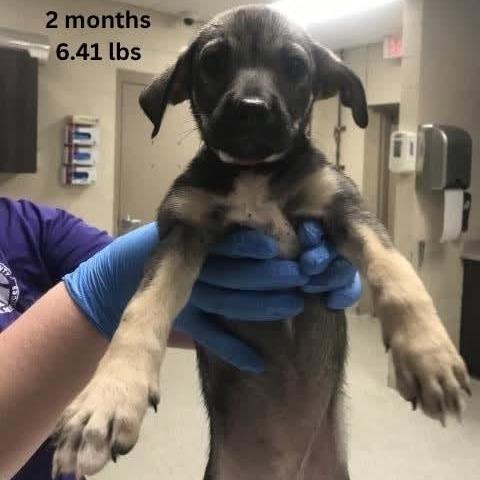 Camile, a Adoptable mixed breed in Tomah, WI image 2/6