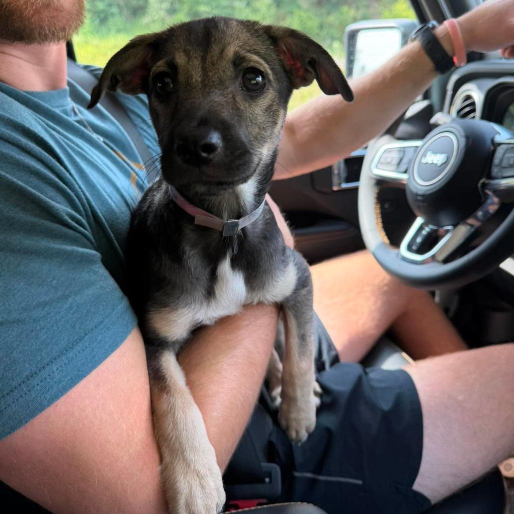 Camile, a Adoptable mixed breed in Tomah, WI image 3/6