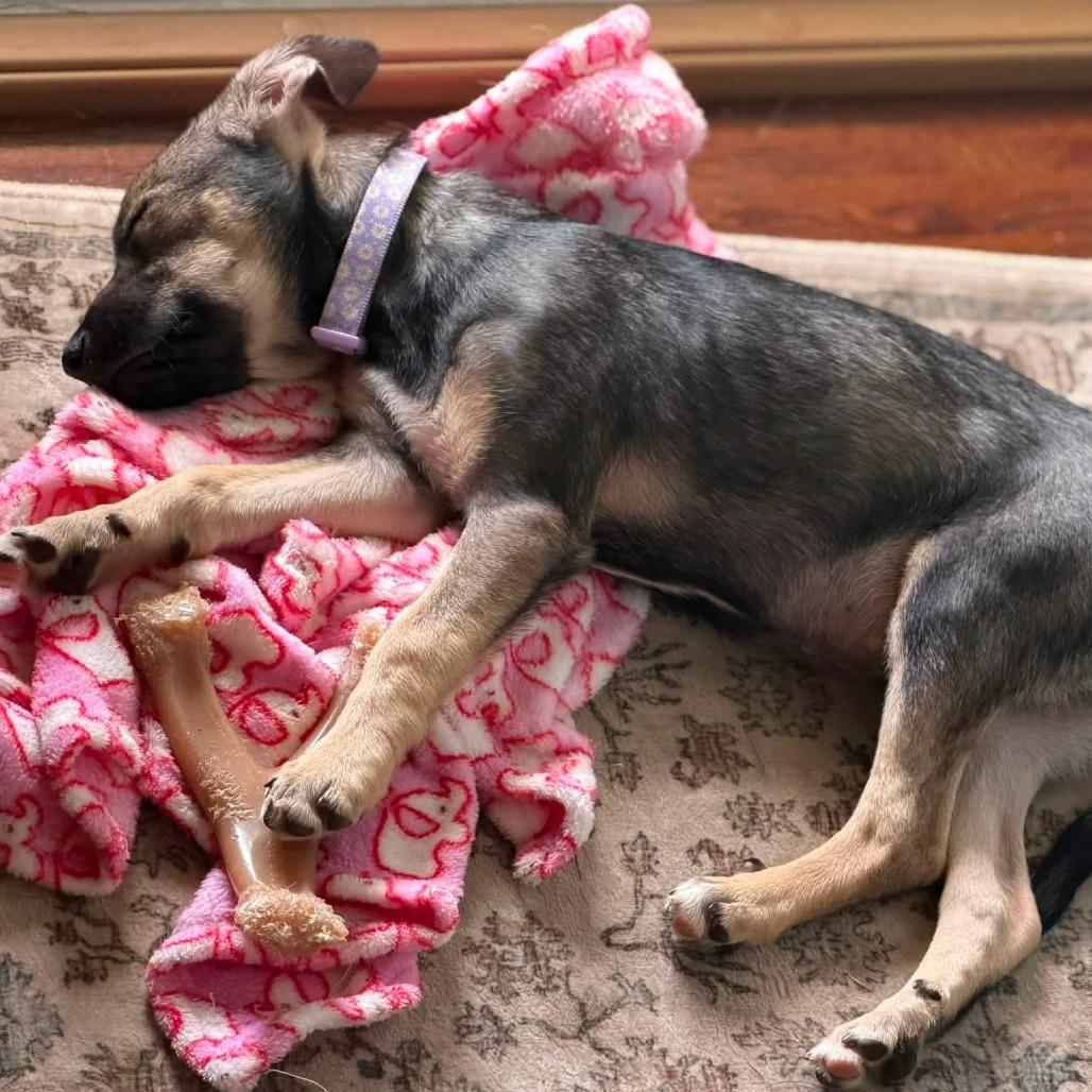 Camile, a Adoptable mixed breed in Tomah, WI image 4/6