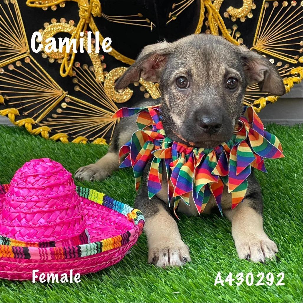 Camile, a Adoptable mixed breed in Tomah, WI image 5/6
