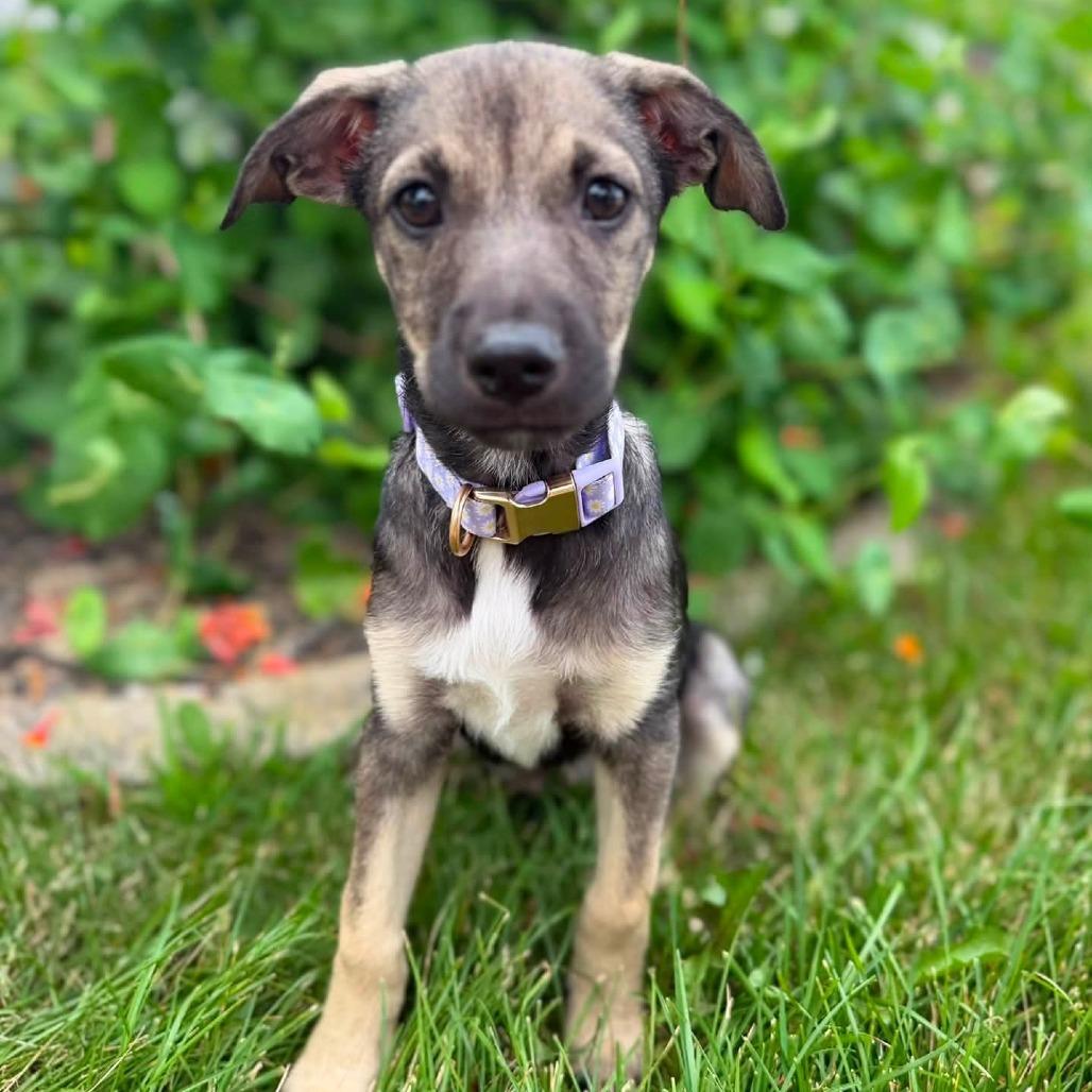 Camile, a Adoptable mixed breed in Tomah, WI image 6/6