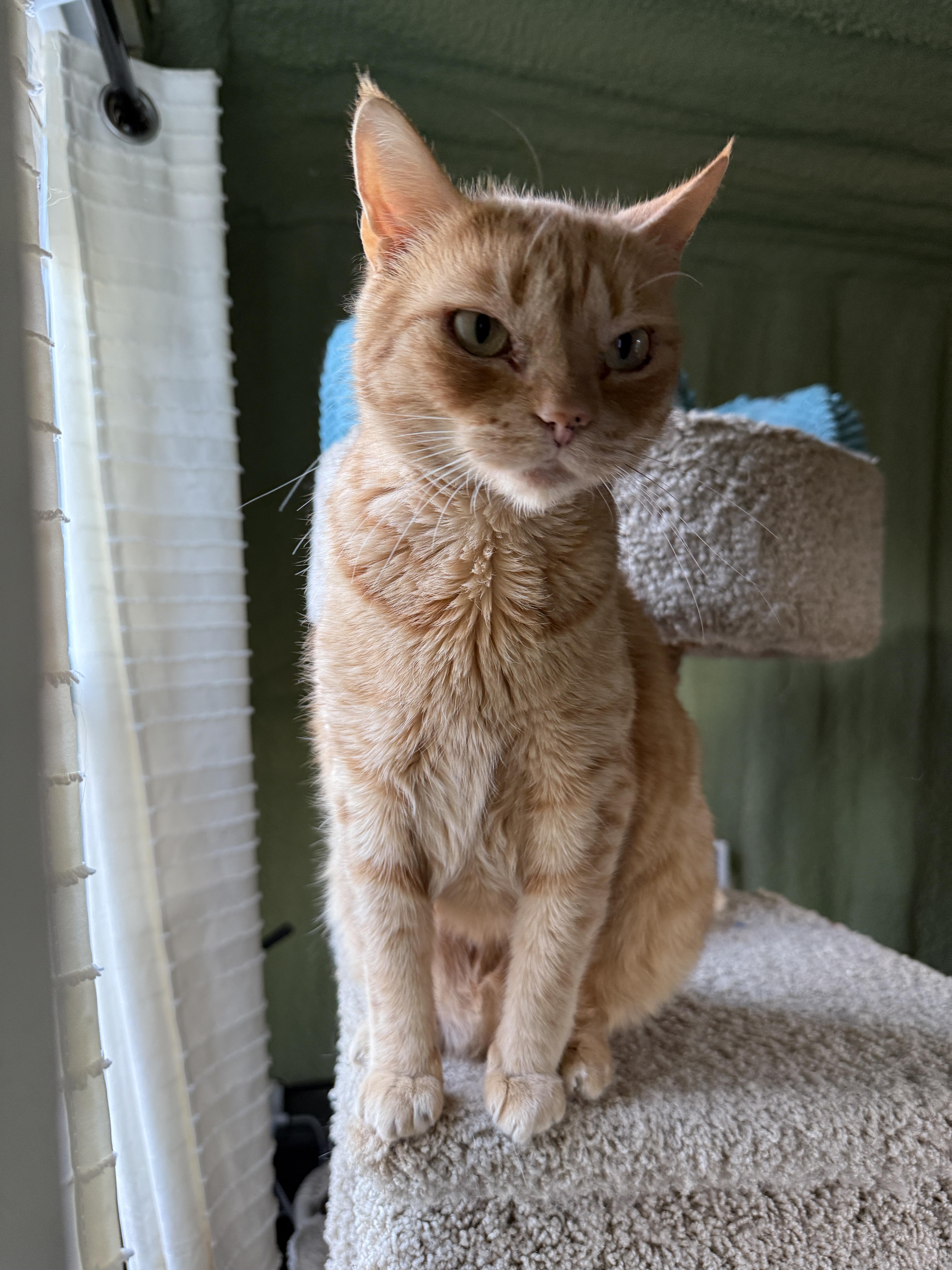 Candy Corn, Adoptable, Adult Female Domestic Short Hair.