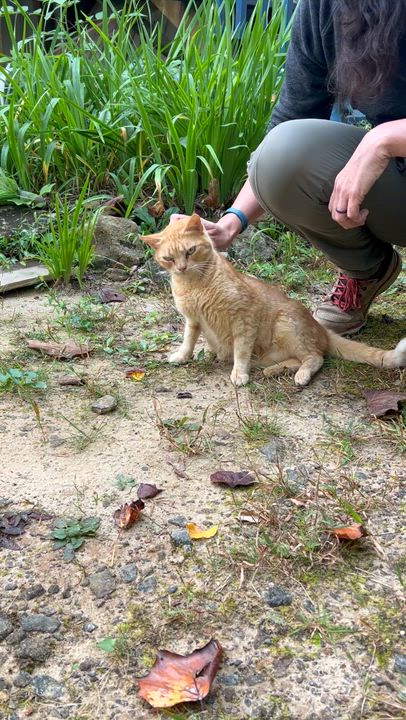 Enlarge Candy Corn, a Adoptable Domestic Short Hair in Clyde, NC video 3/3