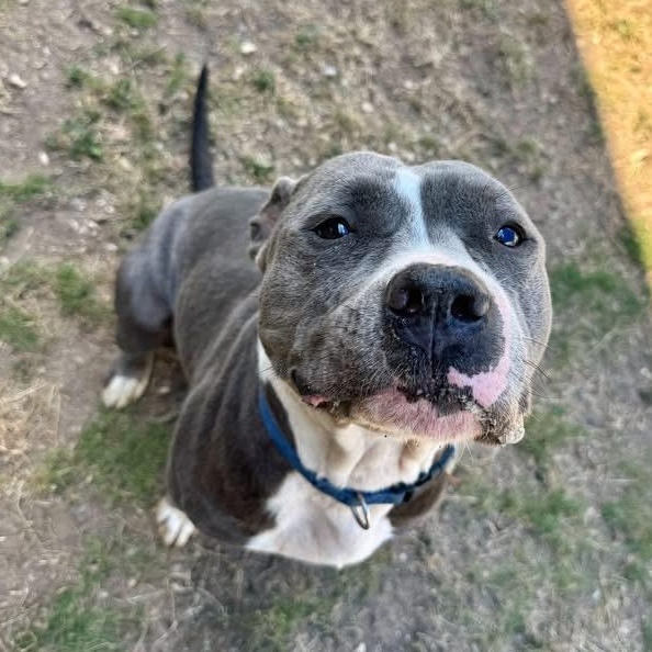 Diesel, Adoptable, Adult Male American Staffordshire Terrier.