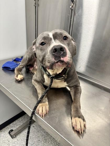 Diesel, Adoptable, Adult Male American Staffordshire Terrier.