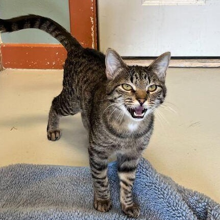 Enlarge Pancake, a ADOPTABLE mixed breed in Driggs, ID image 4/4