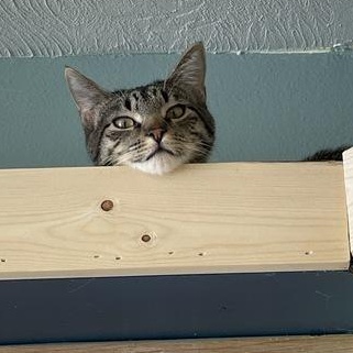 Enlarge Pancake, a ADOPTABLE mixed breed in Driggs, ID image 3/4