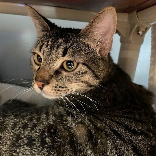 Enlarge Pancake, a ADOPTABLE mixed breed in Driggs, ID image 1/4