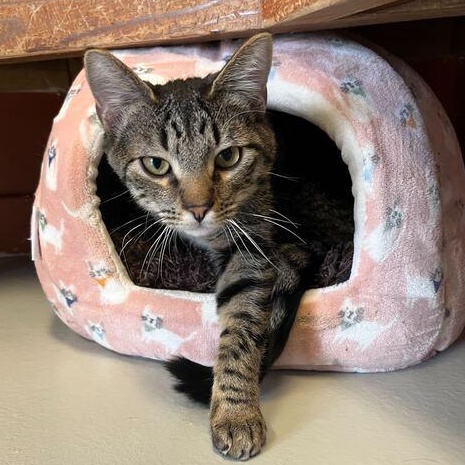 Enlarge Pancake, a ADOPTABLE mixed breed in Driggs, ID image 2/4