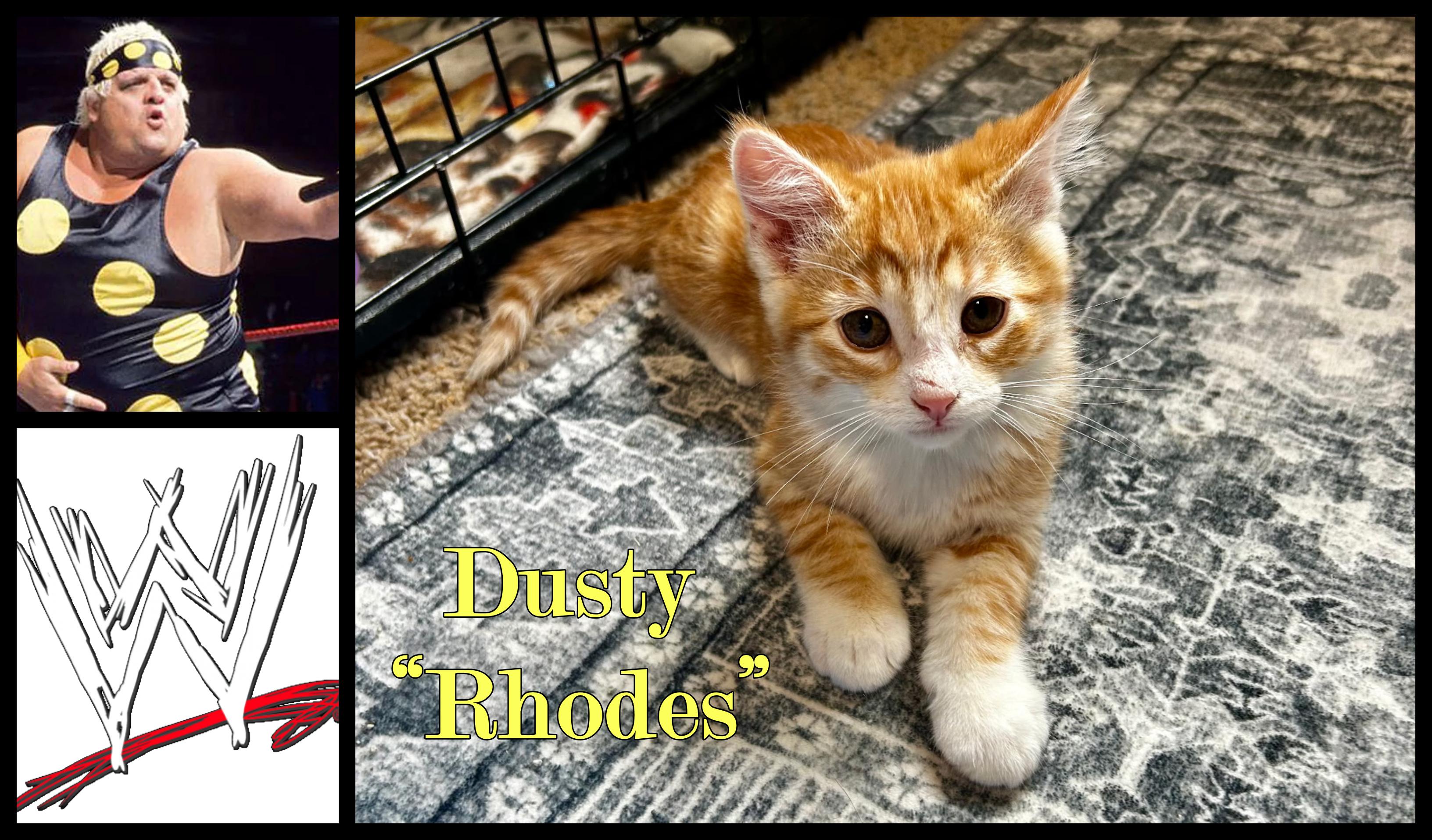 Dusty Rhodes, an adopted Domestic Short Hair in Valley City, ND image 1/3