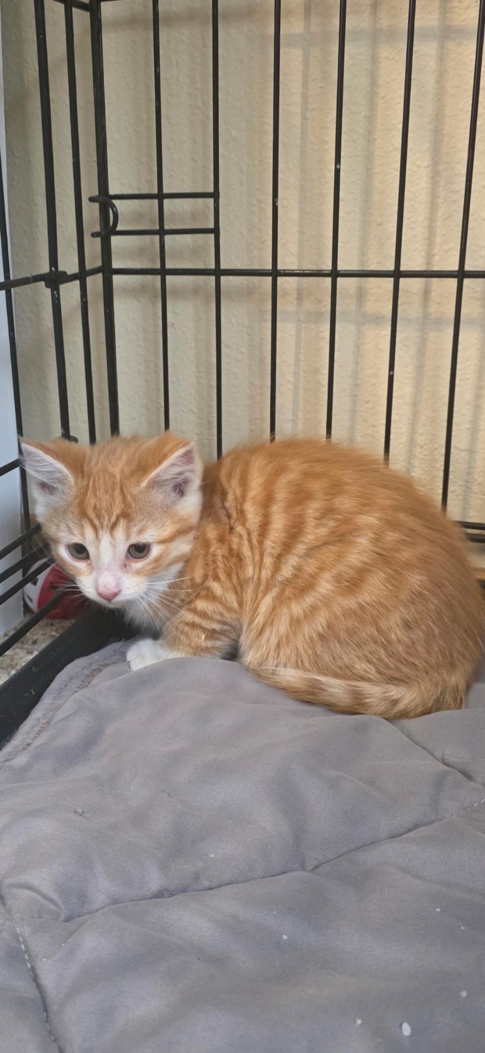 Dusty Rhodes, an adopted Domestic Short Hair in Valley City, ND image 3/3