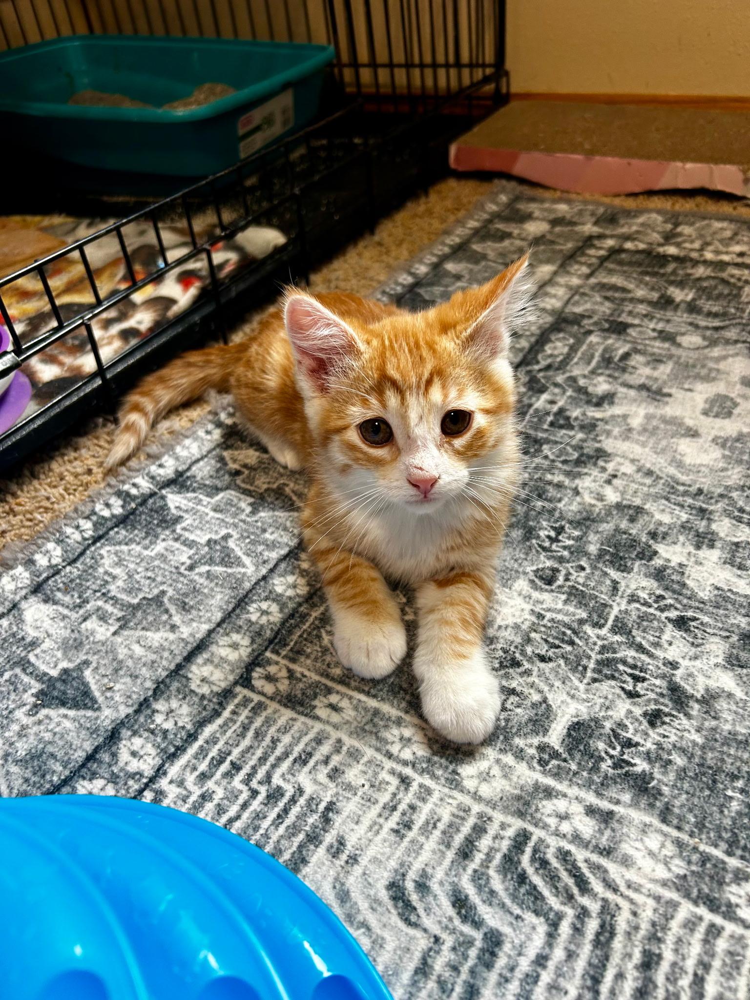 Dusty Rhodes, an adopted Domestic Short Hair in Valley City, ND image 2/3