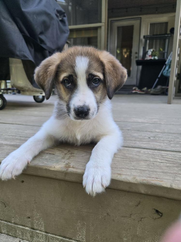 Dixie, a Adoptable mixed breed in Wendell, NC image 4/6
