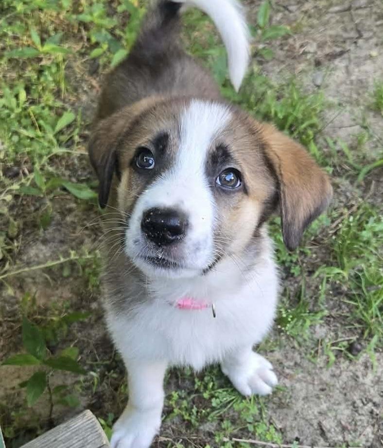 Dixie, a Adoptable mixed breed in Wendell, NC image 5/6