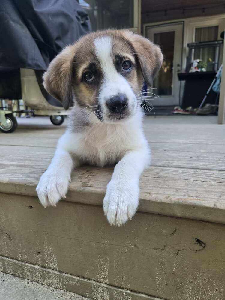 Dixie, a Adoptable mixed breed in Wendell, NC image 6/6