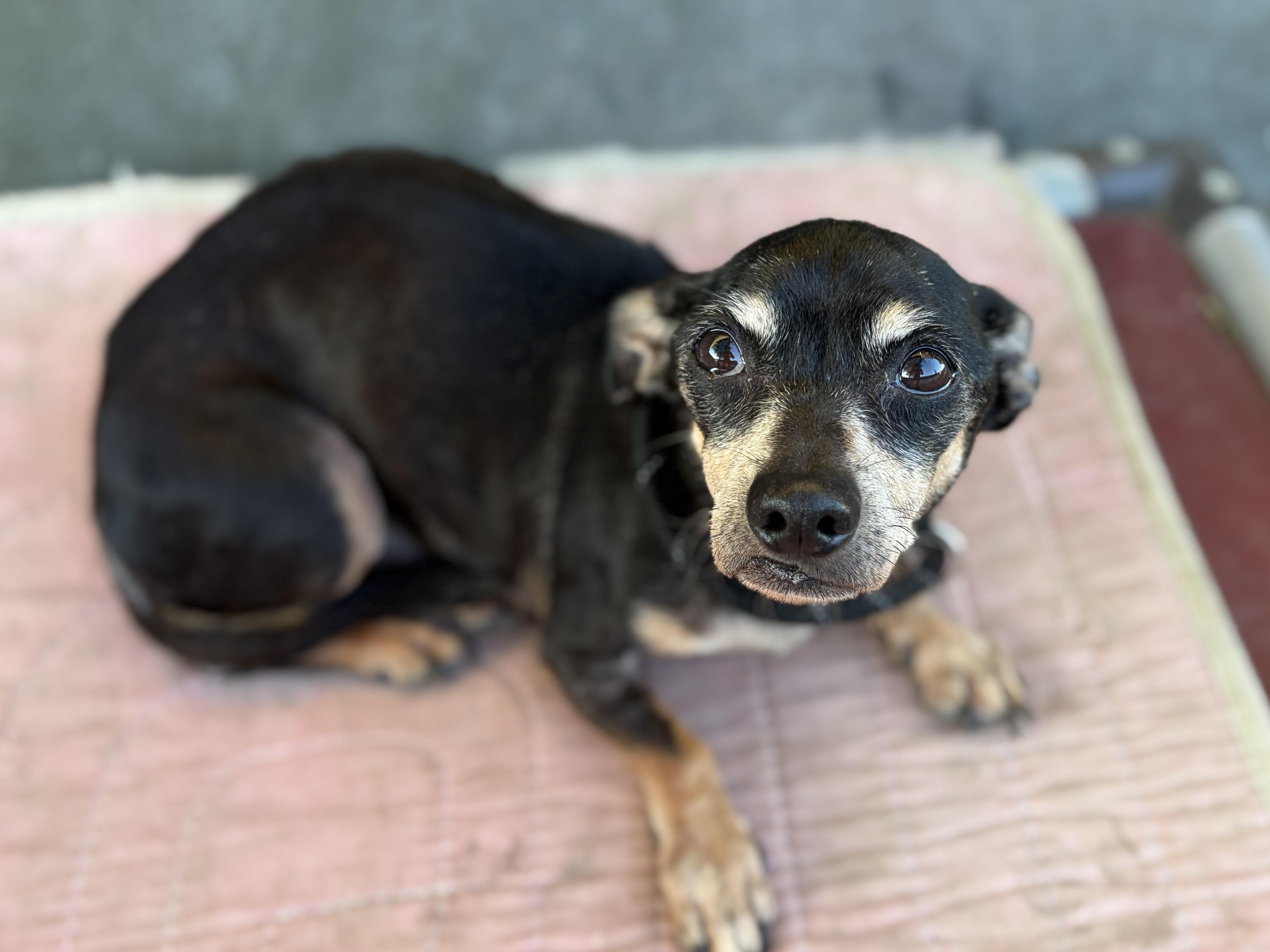 Hopper (shy senior), Adoptable, Senior Male Chihuahua & Dachshund.
