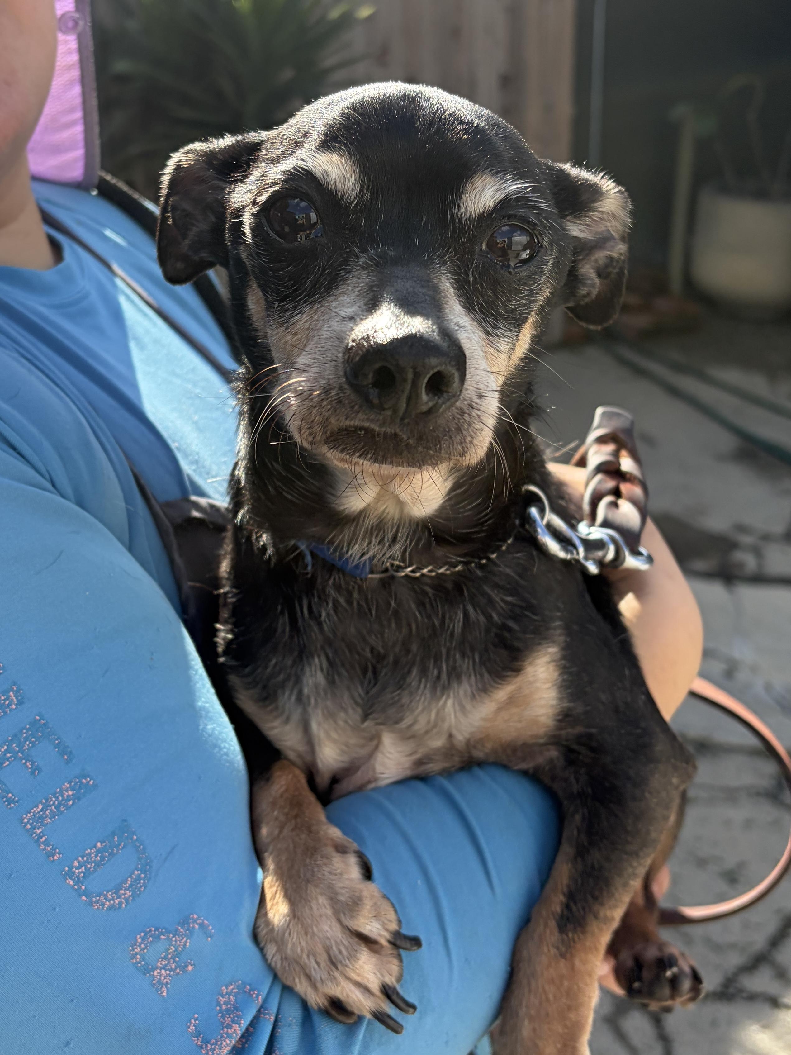 Enlarge BUBBA (senior!), a Adoptable mixed breed in Pasadena, CA image 3/5