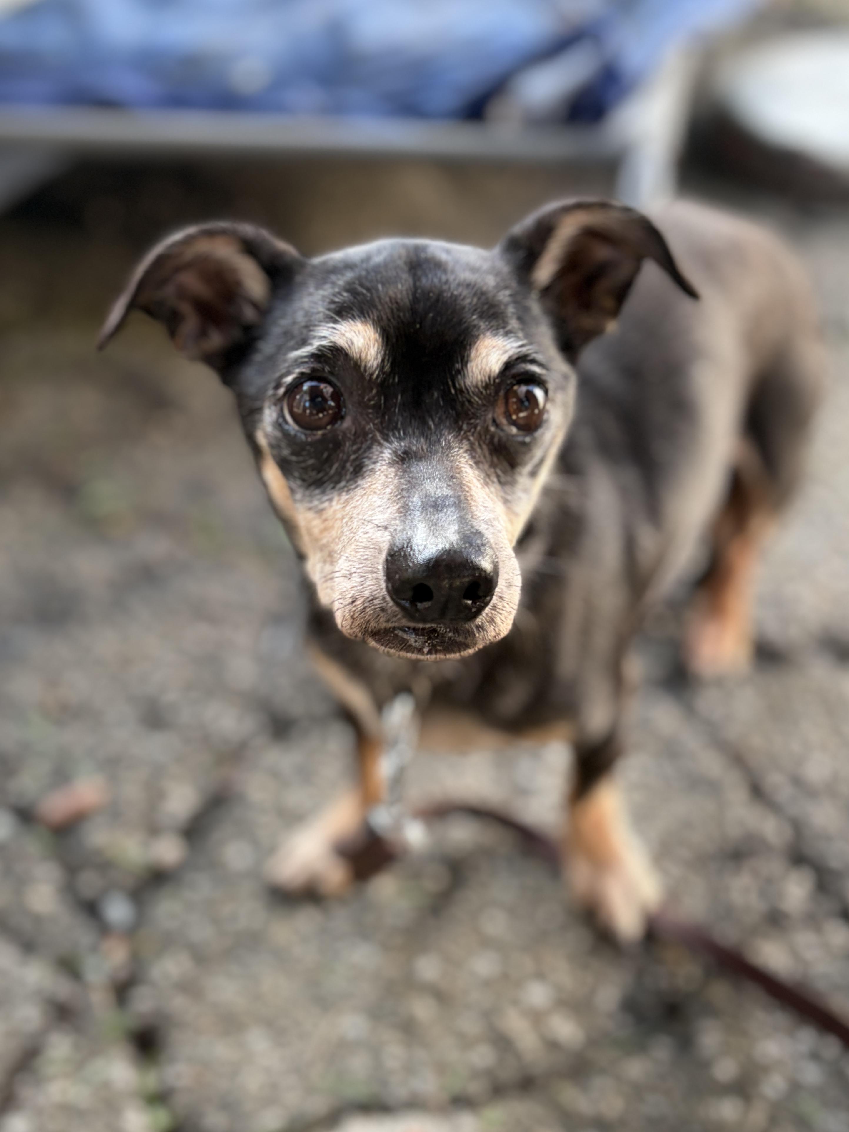 Enlarge BUBBA (senior!), a Adoptable mixed breed in Pasadena, CA image 1/5