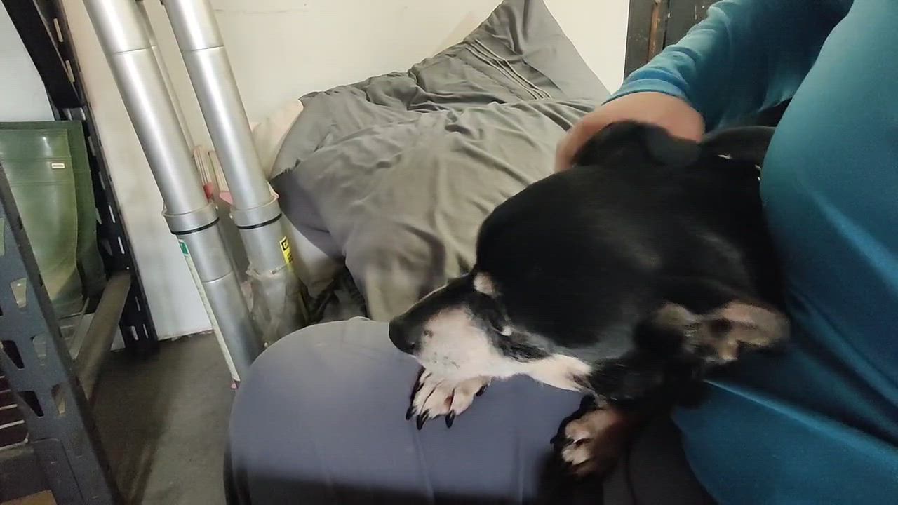 Enlarge BUBBA (senior!), a Adoptable mixed breed in Pasadena, CA video 4/5