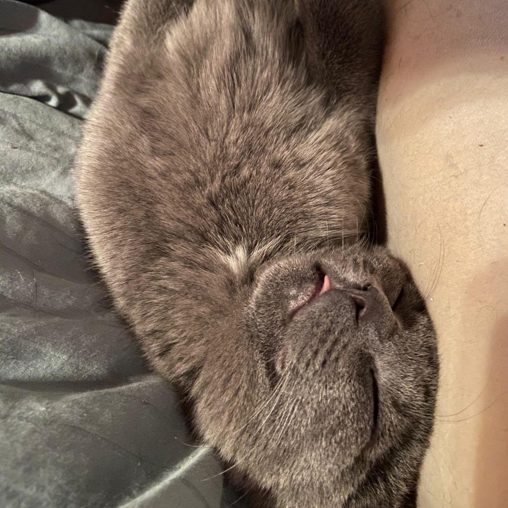 Enlarge Melvin, a Adoptable Domestic Short Hair in Winchester, VA image 1/1