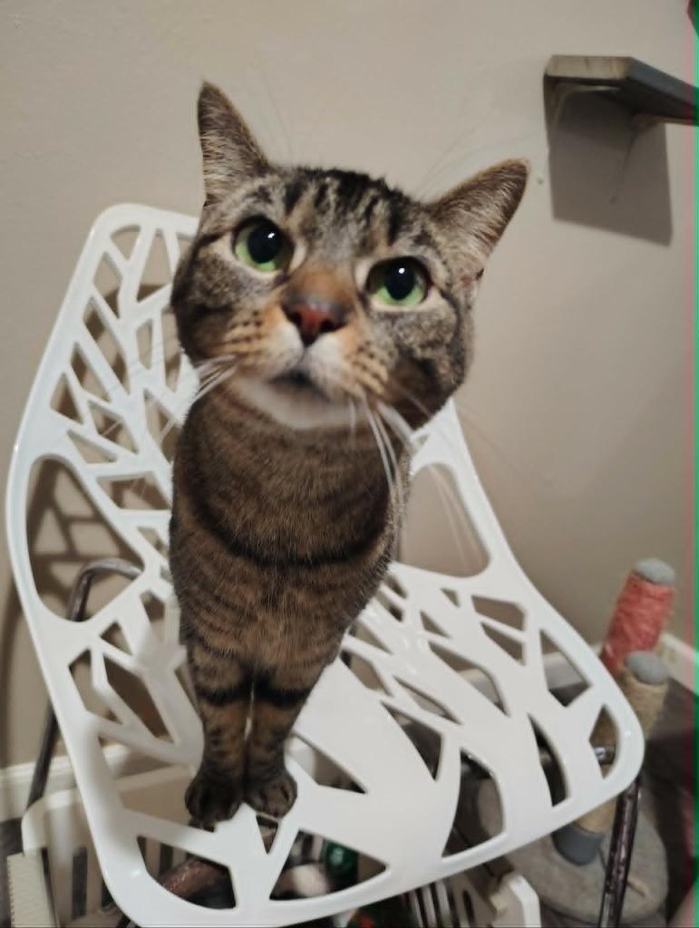 Enlarge Little Bid, a Adoptable mixed breed in Labelle, FL image 1/2