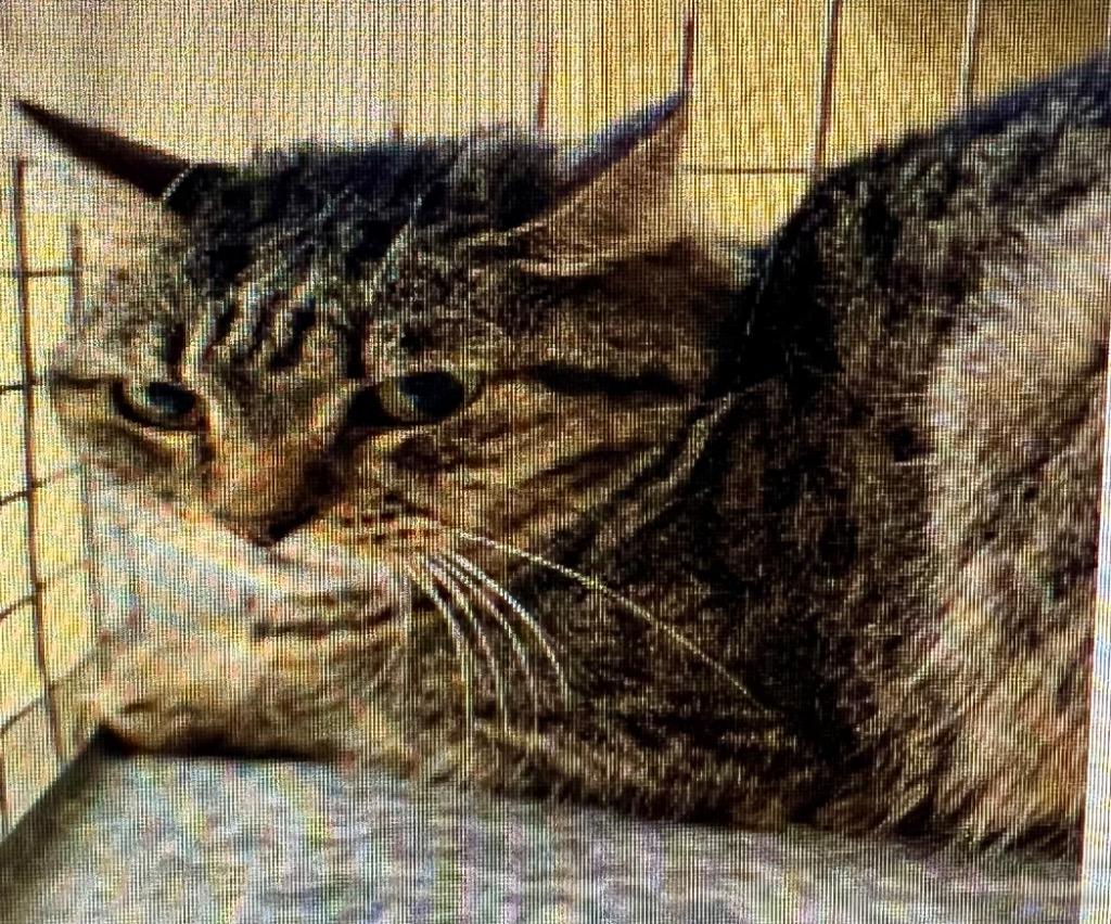 Little Bid, Adoptable, Adult Female Domestic Short Hair.