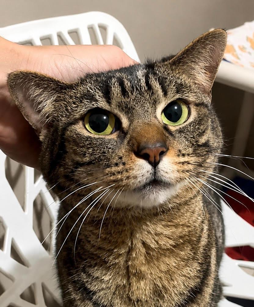 Little Bid, a Adoptable mixed breed in Labelle, FL image 2/6