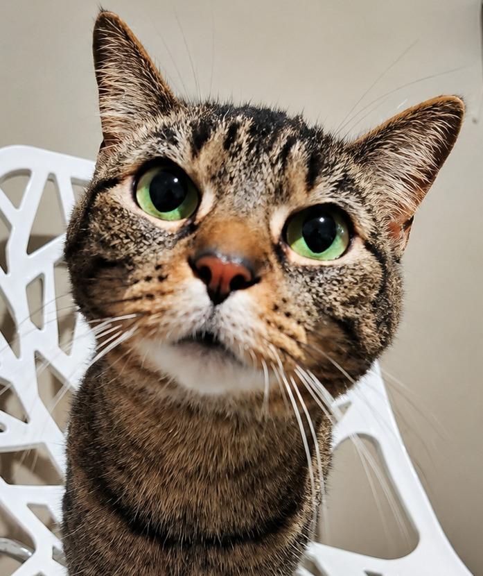 Little Bid, a Adoptable mixed breed in Labelle, FL image 4/6