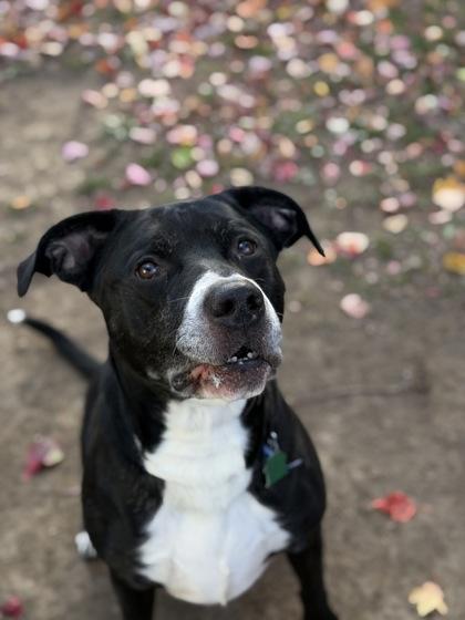 Enlarge Bill, a Adoptable mixed breed in Bensalem, PA image 1/3