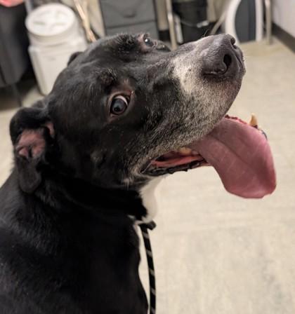 Bill, Adoptable, Senior Male Pit Bull Terrier & Mixed Breed.