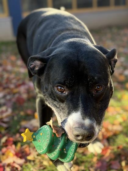 Enlarge Bill, a Adoptable mixed breed in Bensalem, PA image 2/3