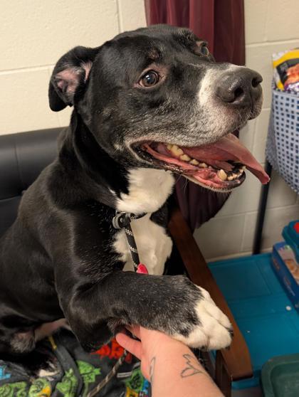 Enlarge Bill, a Adoptable mixed breed in Bensalem, PA image 2/3