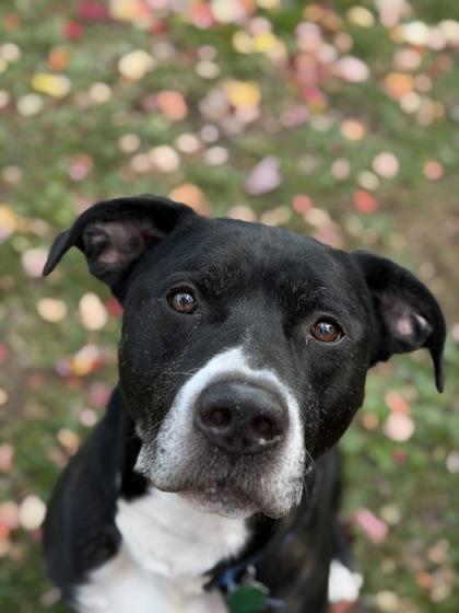 Bill, a Adoptable mixed breed in Bensalem, PA image 3/3