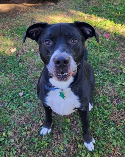 Enlarge Bill, a Adoptable mixed breed in Bensalem, PA image 3/3